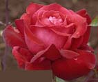 Realistic Red Rose